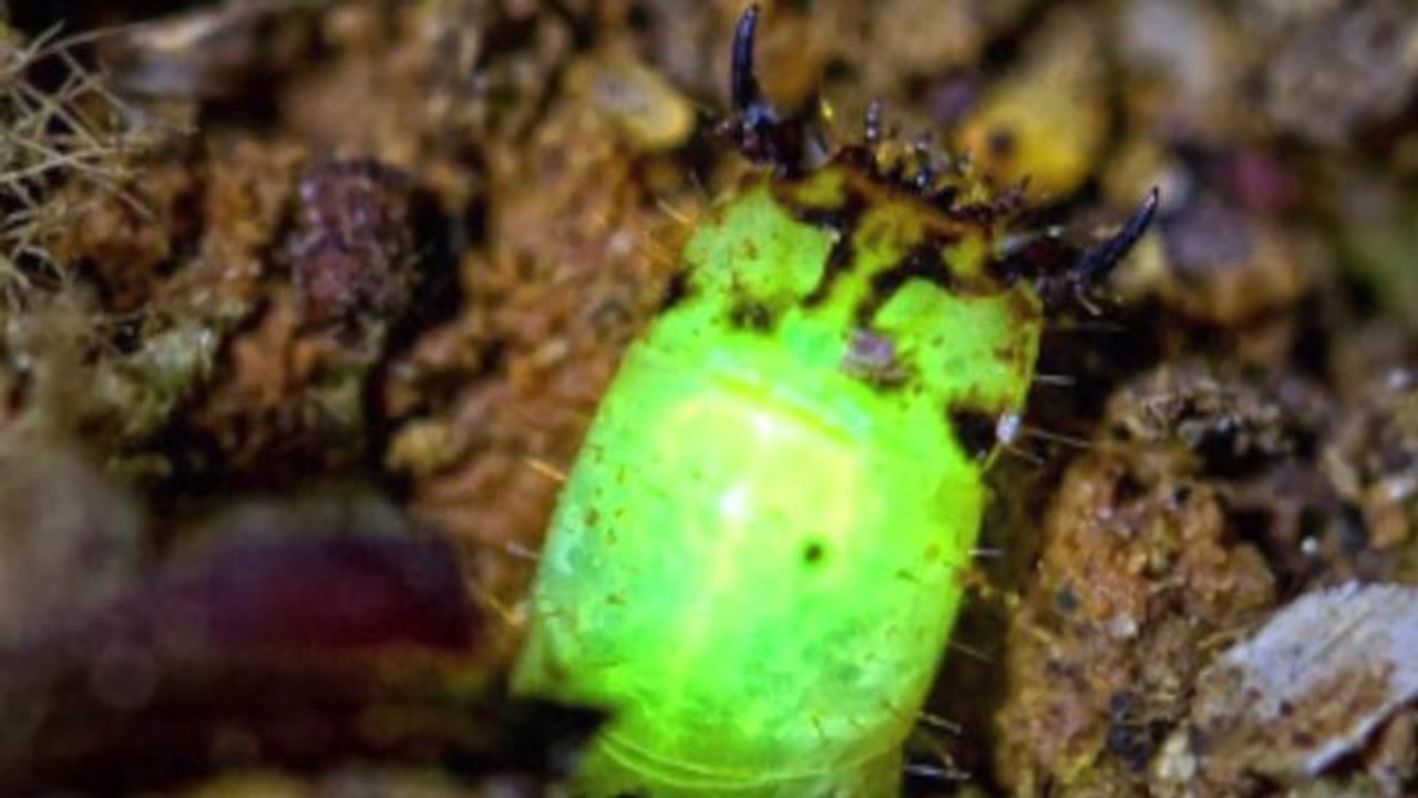Mysterious Glow Worms Found in the Amazon