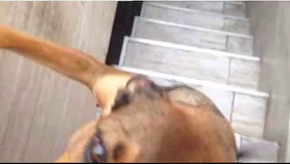 Saiu a  TTcam de hoje a tarde da  @vanmesquita passeio com Dogs dia 20-11