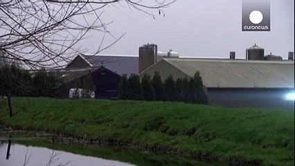 Holanda: Segundo aviário atingido pela gripe das aves