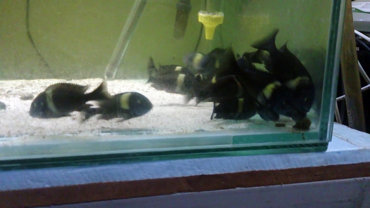 Onur Yıldız Duboisi Maswa