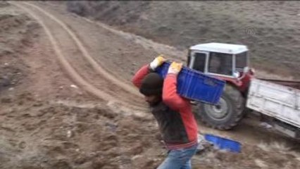 Doğu Anadolu'da 13 Milyon Fidan Toprakla Buluşturulacak