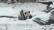 Un panda géant joue dans la neige