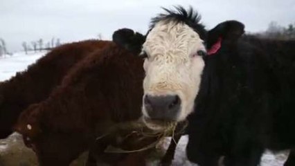 On Location - Kinderhook Farm: Restaurateur Andrew Tarlow's Main Livestock Provider