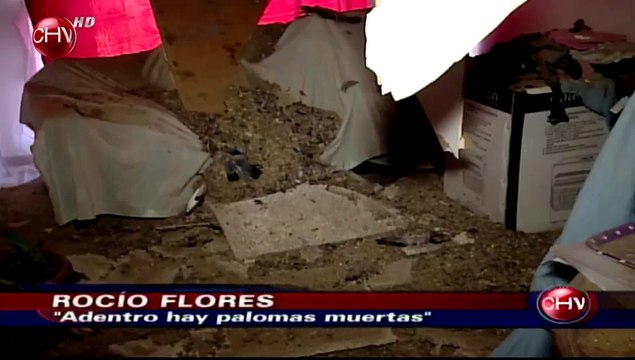 Exceso de fecas de palomas provocó derrumbe en un departamento - CHV Noticias