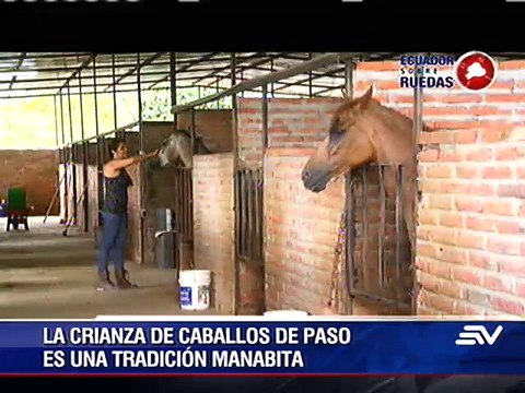 Portoviejo y su tradición en la crianza de caballos de paso