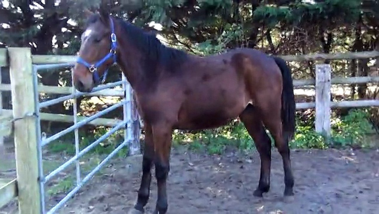 DOC RIVER AU PADDOCK
