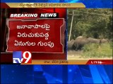 Wild elephants enter kuppam destroy crops