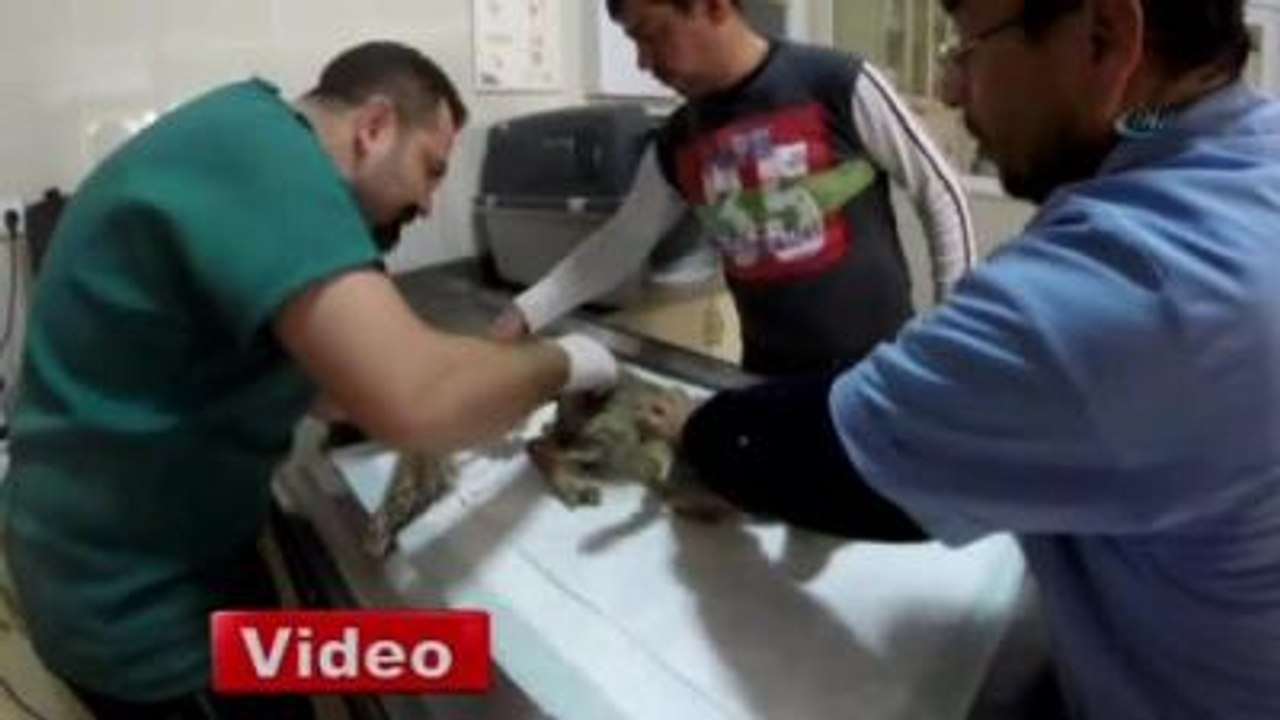Yaralı Bulunan Yavru Tilki Tedavi Altına Alındı
