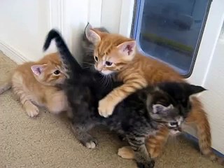 Michael Kossar-Puppy Breaks Up Kitten Fight by Michael Kossar