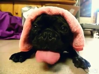 Este bulldog parece um motor agrícola!