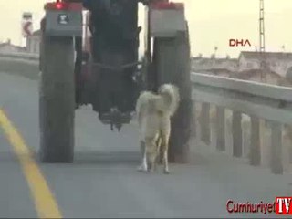 Köpeğe işkence: Traktörün arkasına bağlayarak götürdü