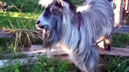 Beat Box ı Birde Keçiden Dinleyelim