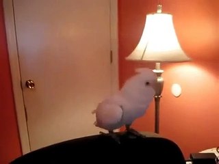 Çılgınca Dans Eden Papağan