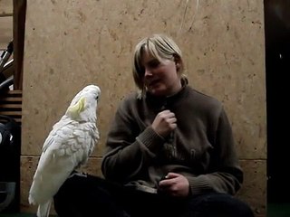 Kaj clickertraining-kakadue