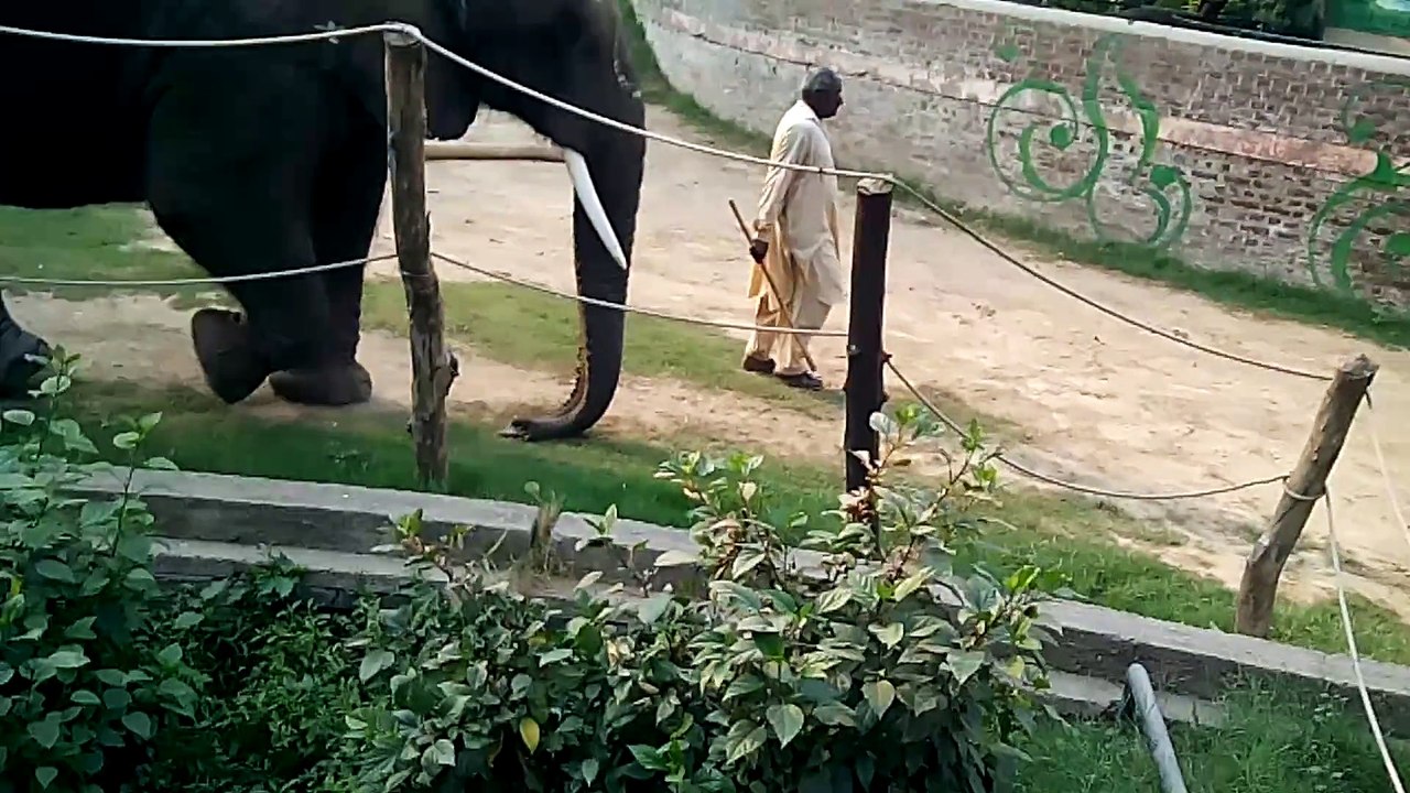 hathi in lahore