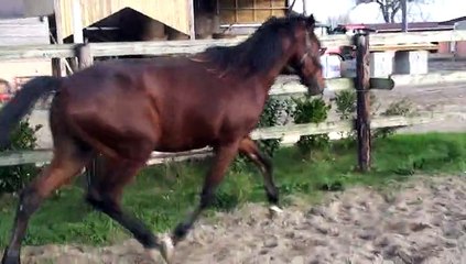 DEVON DARK AU PADOCCK AVANT DE PARTIR AU DEBOURRAGE