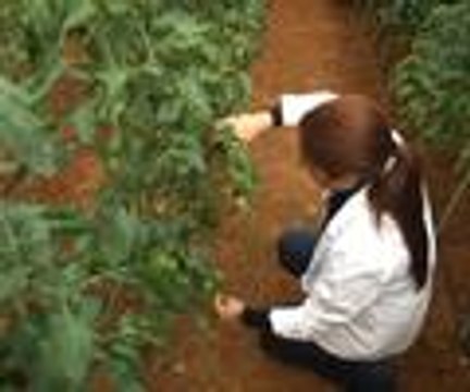 Ruslar istedi mor domates üretildi