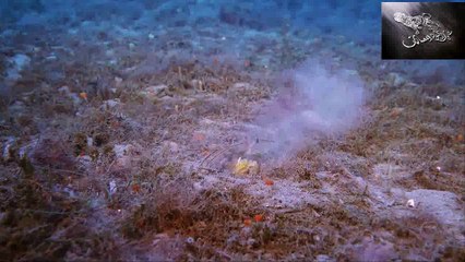 منتديات أسود الفضائيت :: "مواجهة بين الروبيان و الاخطبوط "