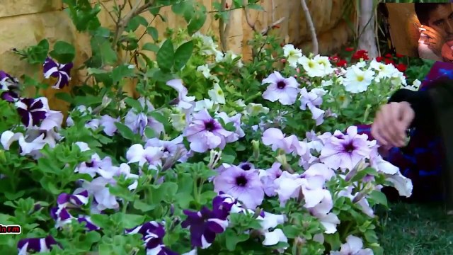 Janana Bewafa Yeh - Nazia Iqbal 2014 Song - Pashto New Songs 2014