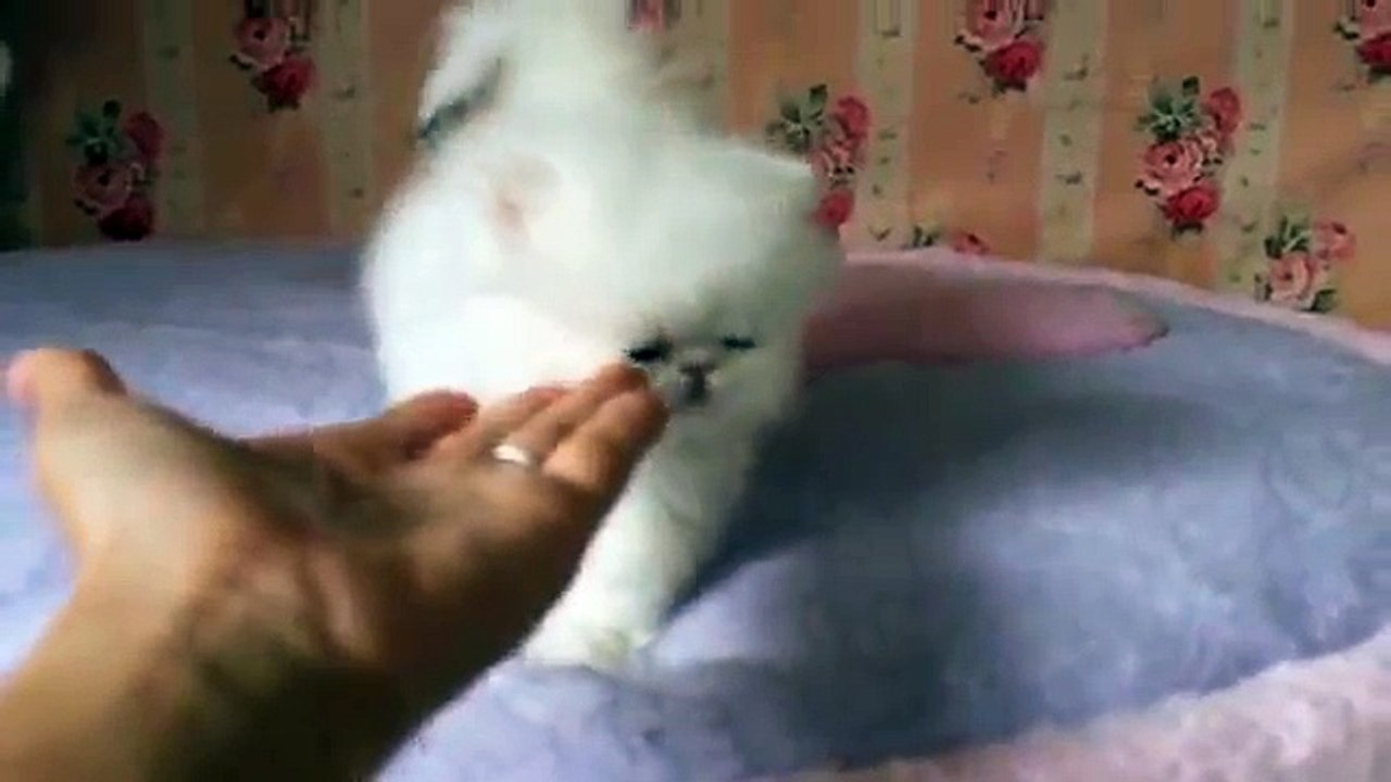 Blue-eyed Xmas Snow White Persian Kitten for sale