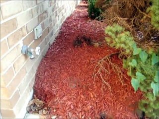 Home Inspectors Dayton Ohio Show Mulch Too High