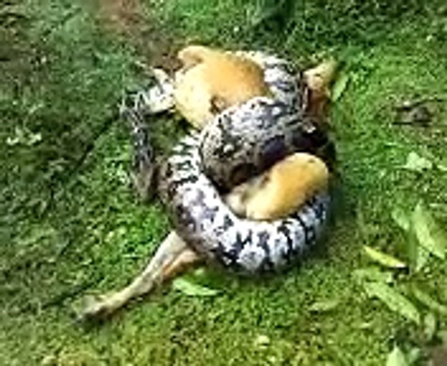 python eating cow live junglee clip