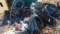 Des milliers de chauves-souris retrouvées mortes en Australie
