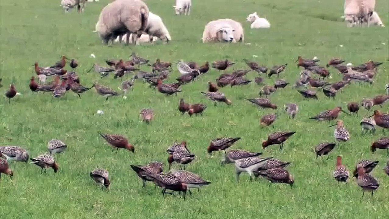 Bar Tailed Godwits