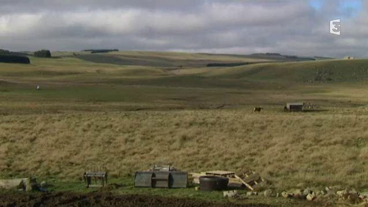 Eleveuse de vaches Aubrac en Lozère