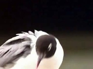 Franklin's Gull: A Coastal Bird 🐦