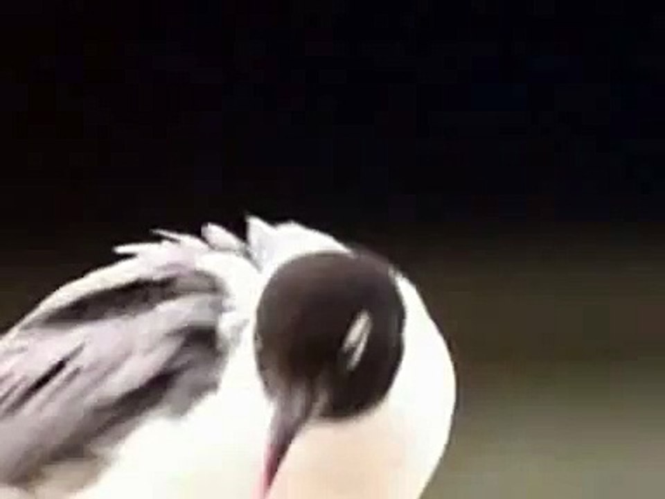 Franklin's Gull