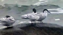 Common Tern