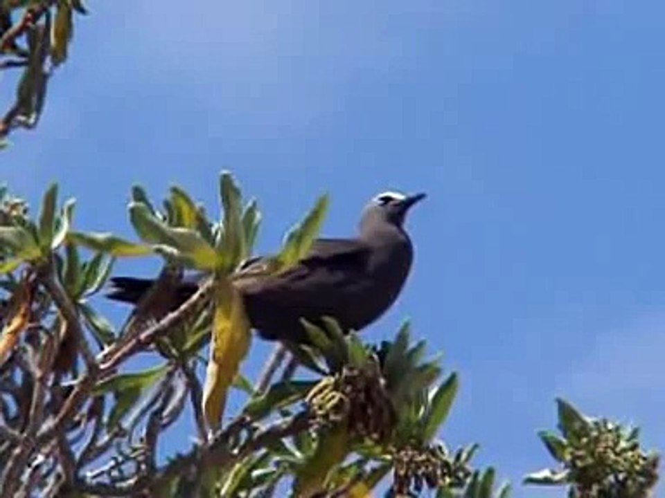 Common Noddy