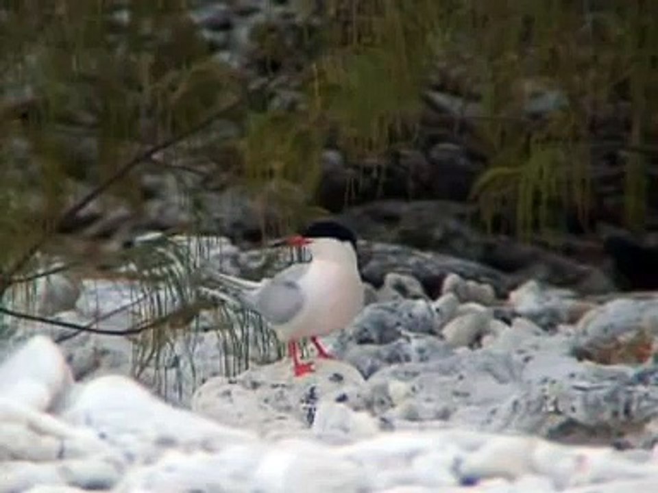 Roseate Tern