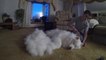 A big fat mass of dog hair after Brushing his Samoyed Sam Dog