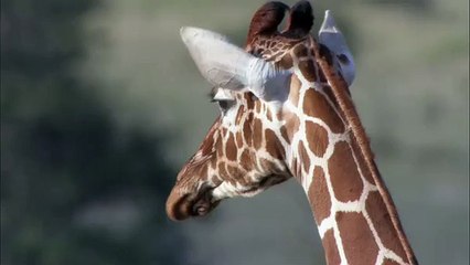 Life Clip_Episode 1_Challenges of LIfe_ BBC Earth