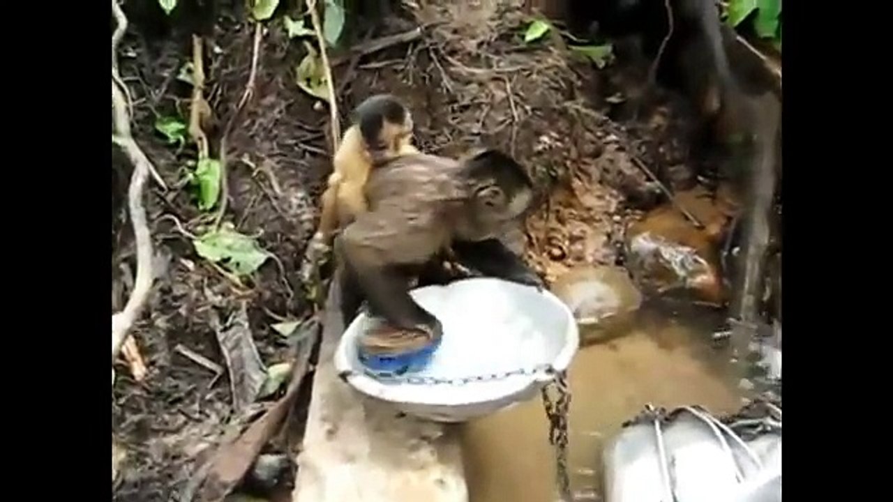 İnsanlar gibi davranan komik hayvanlar