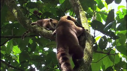 Life Clip_Episode 3_Mammals_ BBC Earth