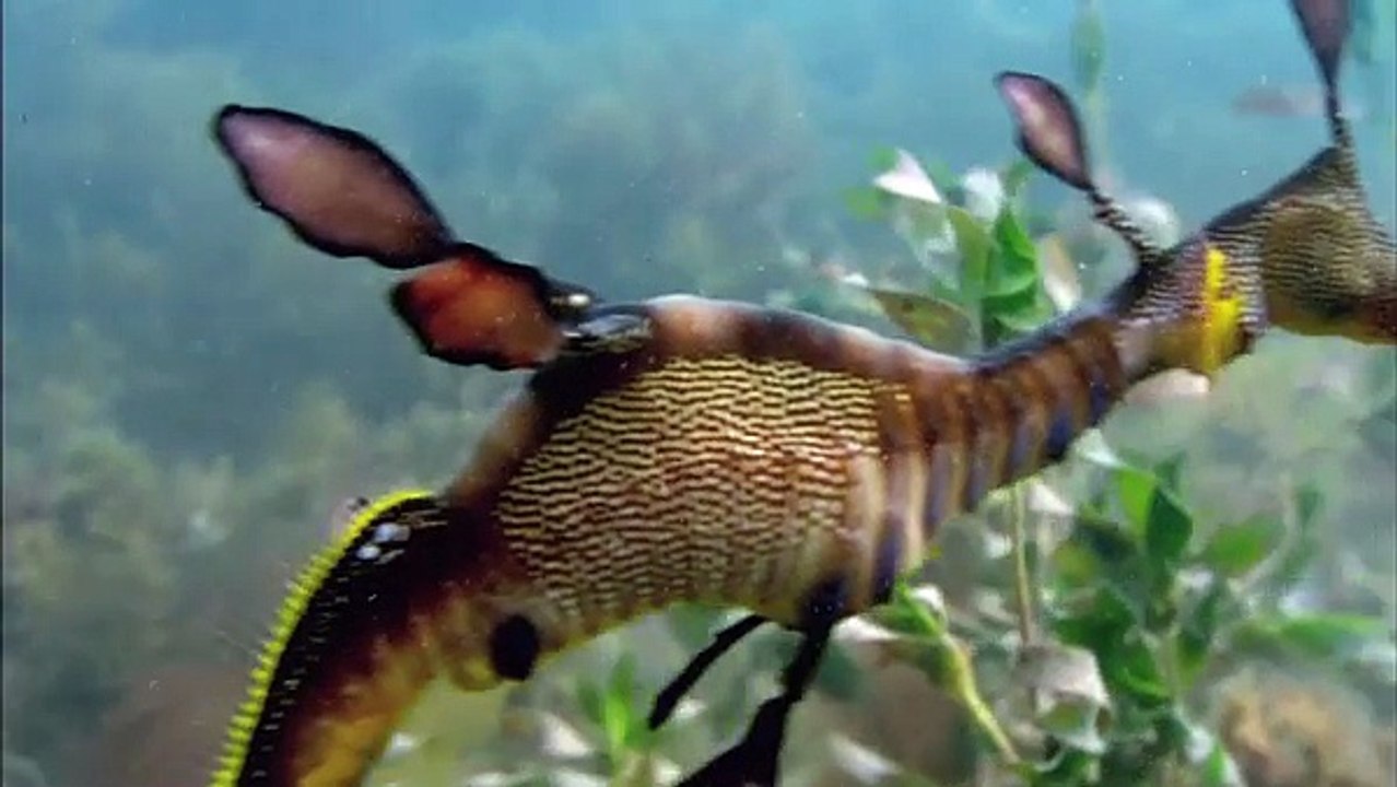 Life Clip_Episode 4_Fish_ BBC Earth