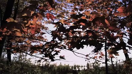 Life Clip_Episode 6_Insects_ BBC Earth