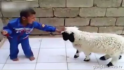 Çocuğu köşeye sıkıştıran koyun böyle perişan etti