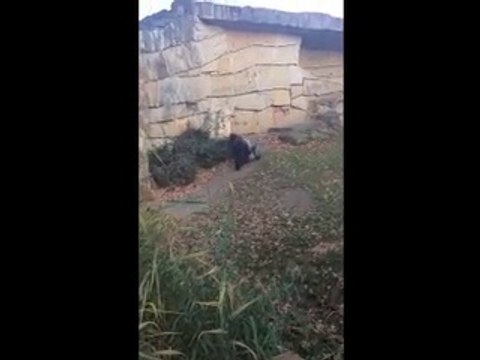 Grumpy Gorilla Tosses Rock at Zoo Visitors