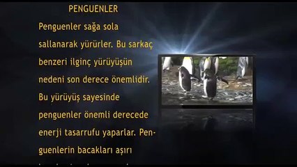 Güzellikler Her Yerde - Penguenler