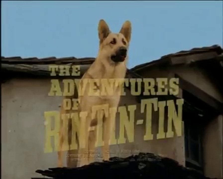 Rin-Tin-Tin . 18  / Le Bison Blanc