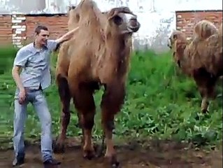 Faut-pas essayer de monter sur un chameau ...