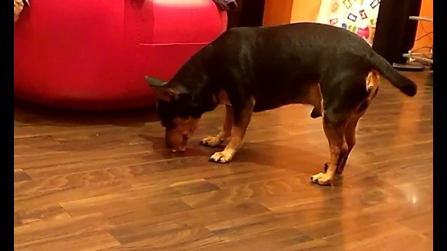 Cute Dog Loves Hazelnuts.