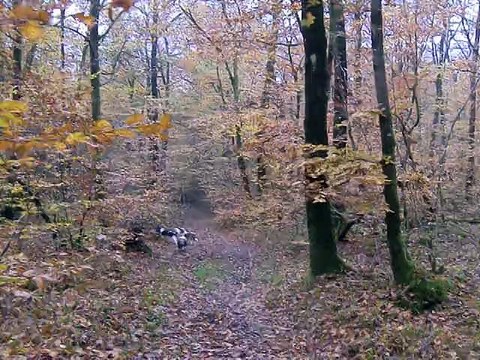 Promenade d'automne en forêt