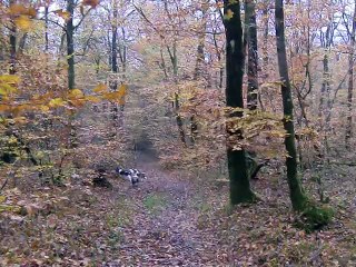 Promenade d'automne en forêt