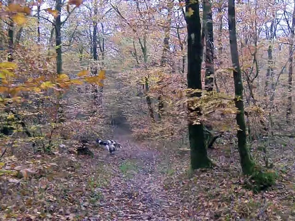 Promenade d'automne en forêt