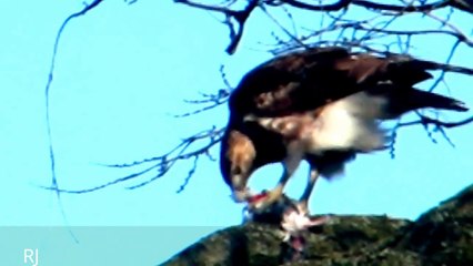 SAVAGE AMERICAN RAPTOR EATING A PIGEON